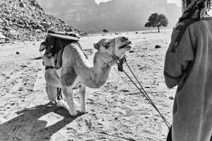 Camel in Wadi Rum Jordan